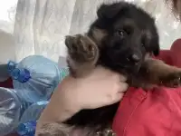Продам щенков немецкой овчарки, фотография 4