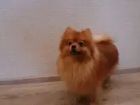Немецкий малый шпиц для вязки, фотография 2