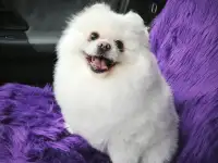 Шпиц