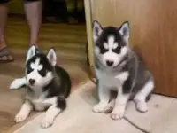 Элитные щенки Сибирский хаски, фотография 9