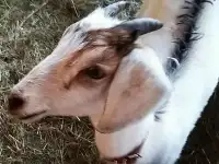 Молоденькие козочки., фотография 3