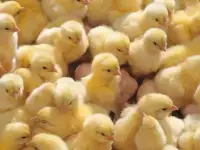 Продажа суточных цыплят