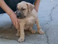 Щенки питбуля
