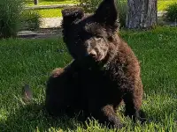 Щенки немецкой овчарки длинношерстной зонарного окраса
