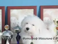 Бишон фризе, выставочные и в качестве любимца., фотография 7