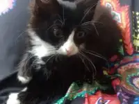 Котенок срочно ищет дом, девочка 2 мес, фотография 3