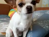 Пропала чихуахуа