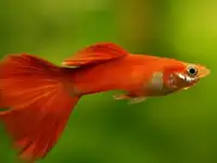 гуппи,меченосцы,пецилии,молинезии,водоросли,растения., фотография 3