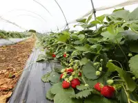 Приглашаю инвестора-партнера в прибыльный бизнес, фотография 2