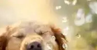 ВНИМАНИЕ ВСЕМ ЗАБОТЛИВЫМ И ЛЮБЯЩИМ ХОЗЯЕВАМ