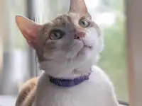 Ищет дом славный котик Сырник
