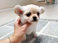 очаровательный мальчик чихуахуа