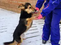 Собачка-радость: Ежевичка готова украсить вашу жизнь, фотография 8