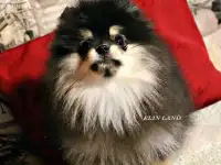 красивый мальчик померанского шпица
