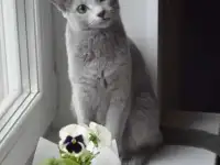Котята, породы русская голубая от заводчика, фотография 4