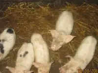 Продам поросят