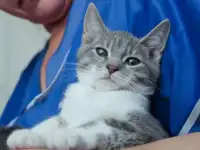 Котенок Гоша