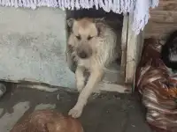 Отдам собаку в добрые ручки, фотография 5