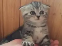 Чистокровные Шотландские Котята