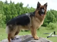 Щенки немецкой овчарки, фотография 4