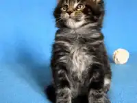 Котята МейнКун