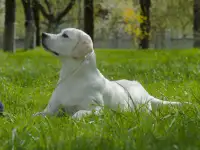 Щенки лабрадора