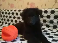 Шикарные длинношерстные девочки!
