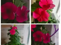 Цветущий круглый год, фотография 3