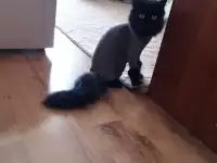 Стрижка кошек и собак, фотография 2