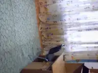 Сдам недорого в аренду  комнаты, п.Семашко, фотография 6