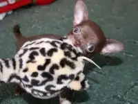 Любимчик