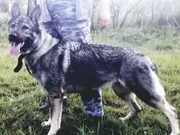 Щегки ВЕО (восточноевропейской овчарки), фотография 5