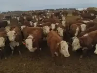 Телята бычки тёлочки коровы