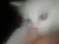 отдам котят в добрые и заботливые руки