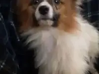 Папийон