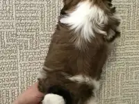 Щенки шитцу, фотография 2