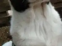 САО