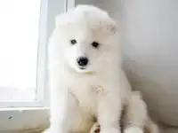 Щенок самоедской лайки