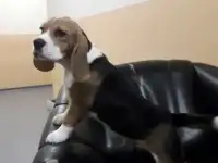 Щенки бигля