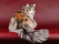 Кошка в добрые руки