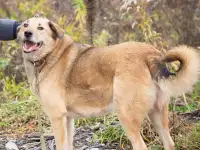 Пёс Миша ищет дом!, фотография 3