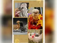 Сельский туризм
