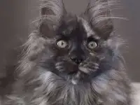котенок мейн-кун, фотография 3