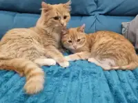 Котята - лучший подарок на новый год!!, фотография 2