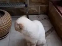 Отдам  кошечку в добрые руки.  Британская вислоухая