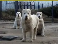 Крупные щенка алабая белого окраса