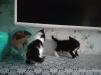 котята в подарок, фотография 8
