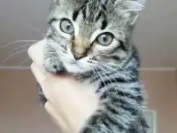 Котята спешат покорить ваше сердечко!, фотография 7