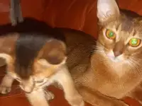 Абиссинские Котята, фотография 6