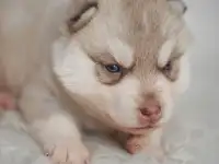 высокопородные щенки хаски, фотография 2